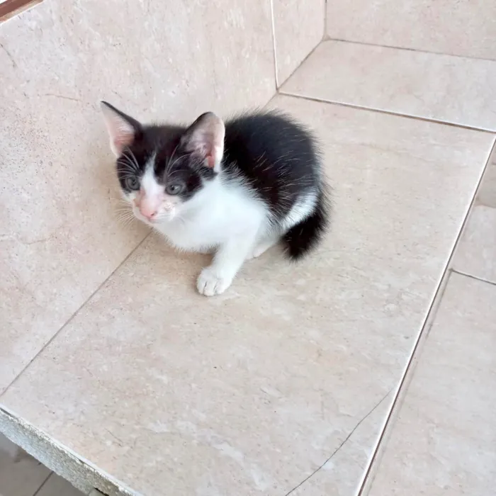 Gato ra a SRD-ViraLata idade Abaixo de 2 meses nome Kawai bb2meses Linda 