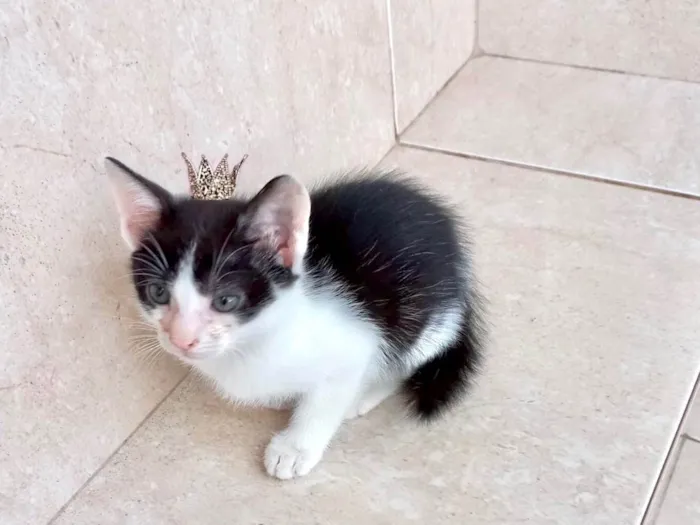 Gato ra a SRD-ViraLata idade Abaixo de 2 meses nome Kawai bb2meses Linda 