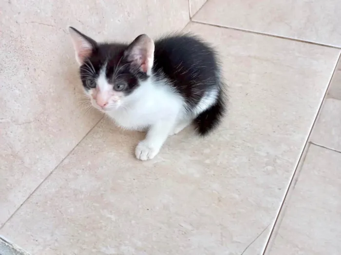 Gato ra a SRD-ViraLata idade Abaixo de 2 meses nome Kawai bb2meses Linda 