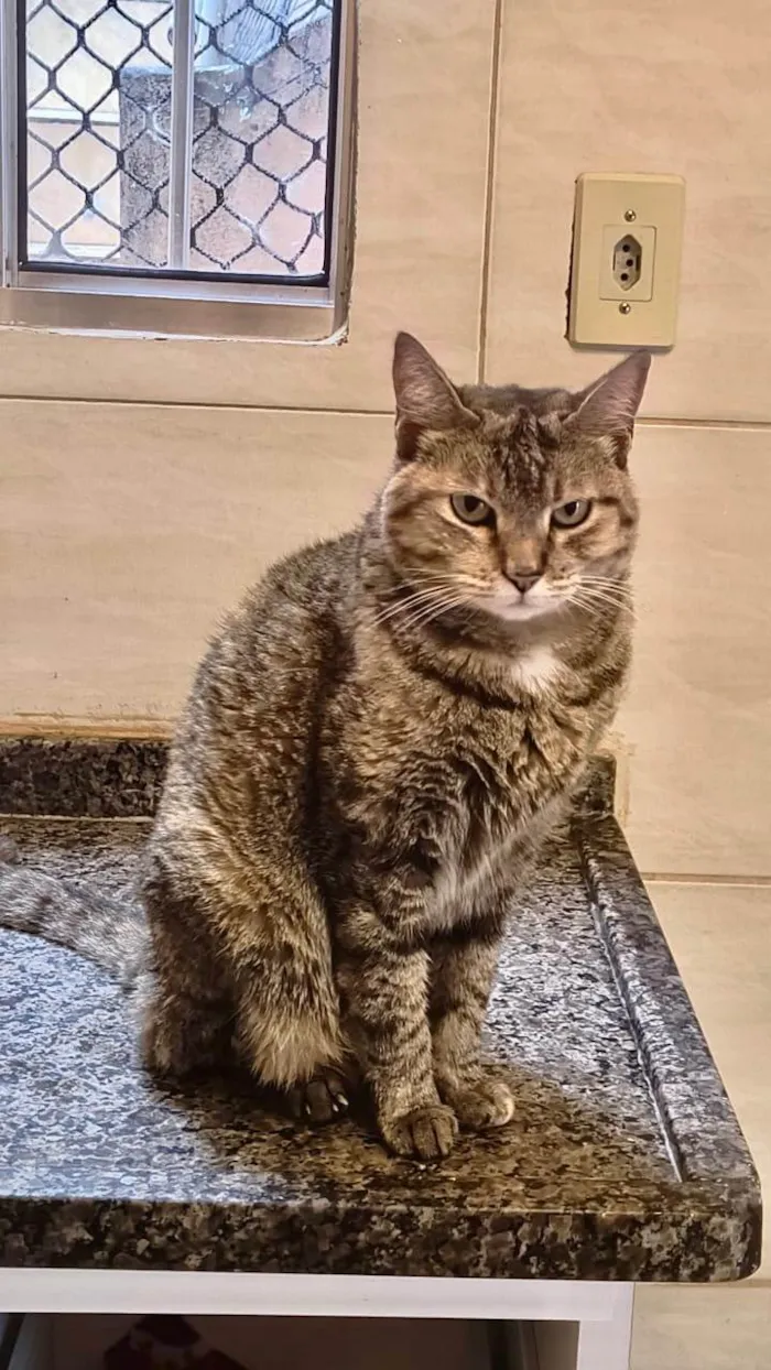 Gato ra a SRD-ViraLata idade 7 a 11 meses nome Tita bb10meses uma bolinha de pelos !