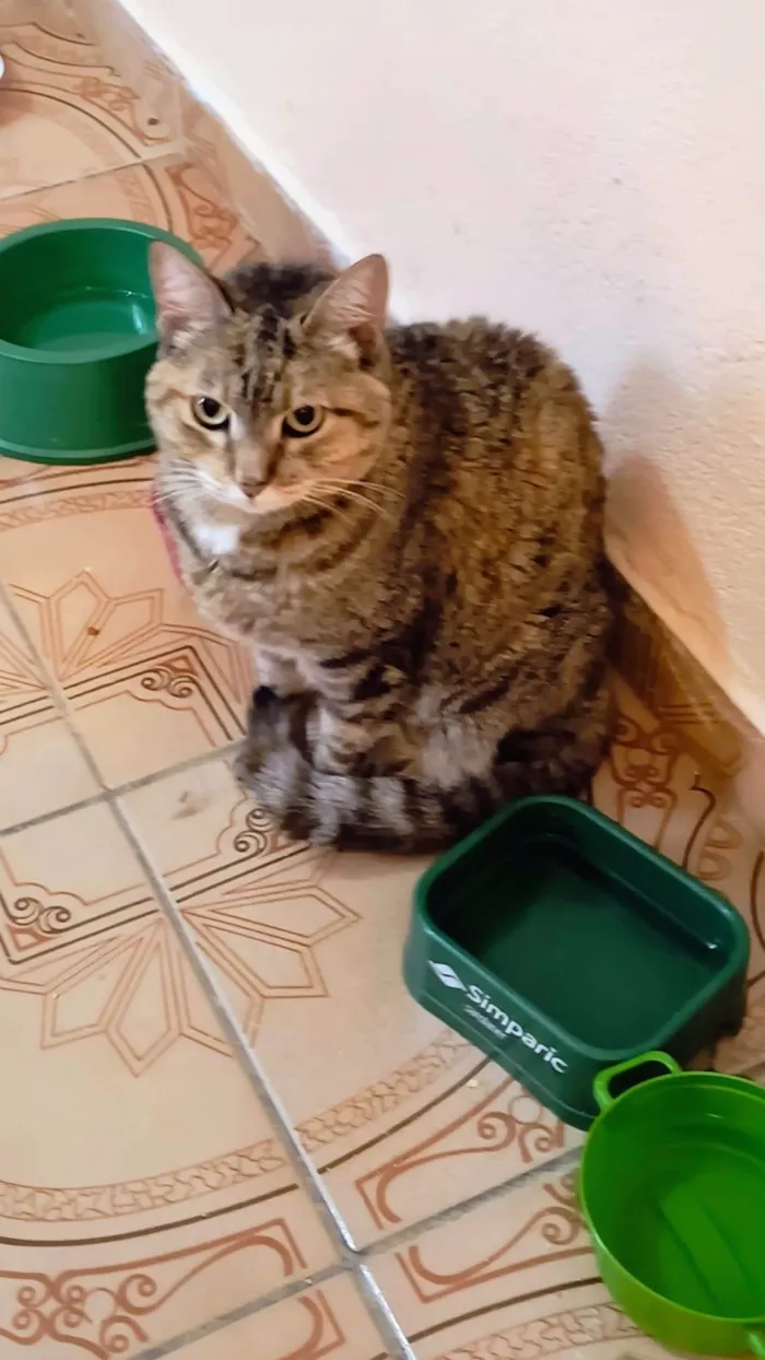 Gato ra a SRD-ViraLata idade 7 a 11 meses nome Tita bb10meses uma bolinha de pelos !