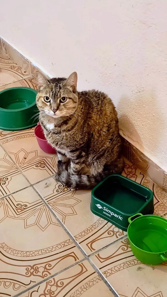 Gato ra a SRD-ViraLata idade 7 a 11 meses nome Tita bb10meses uma bolinha de pelos !