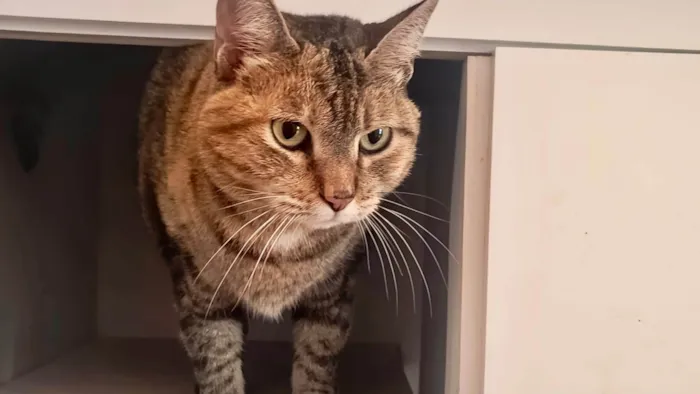 Gato ra a SRD-ViraLata idade 7 a 11 meses nome Tita bb10meses uma bolinha de pelos !