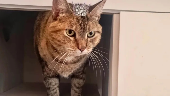 Gato ra a SRD-ViraLata idade 7 a 11 meses nome Tita bb10meses uma bolinha de pelos !