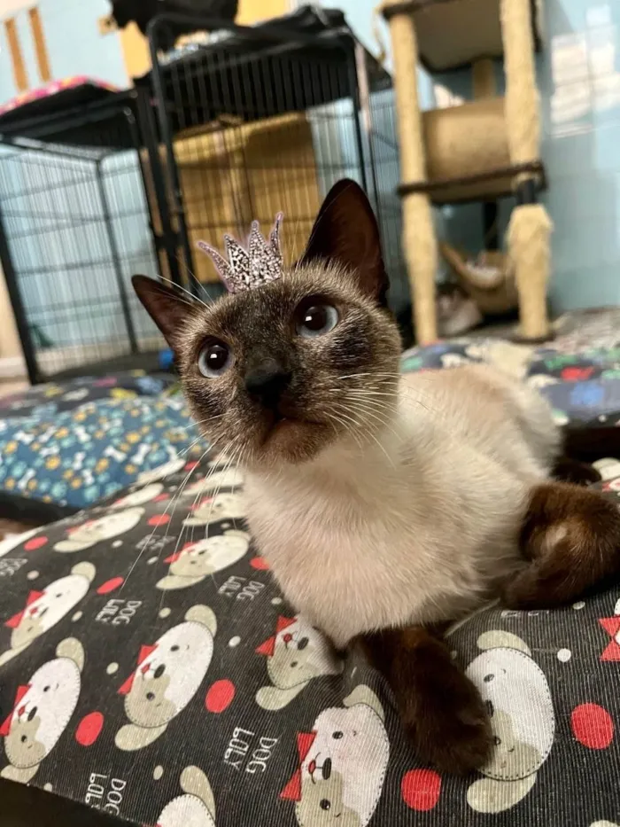 Gato ra a SRD-ViraLata idade 7 a 11 meses nome Cinderela bb 9meses 
