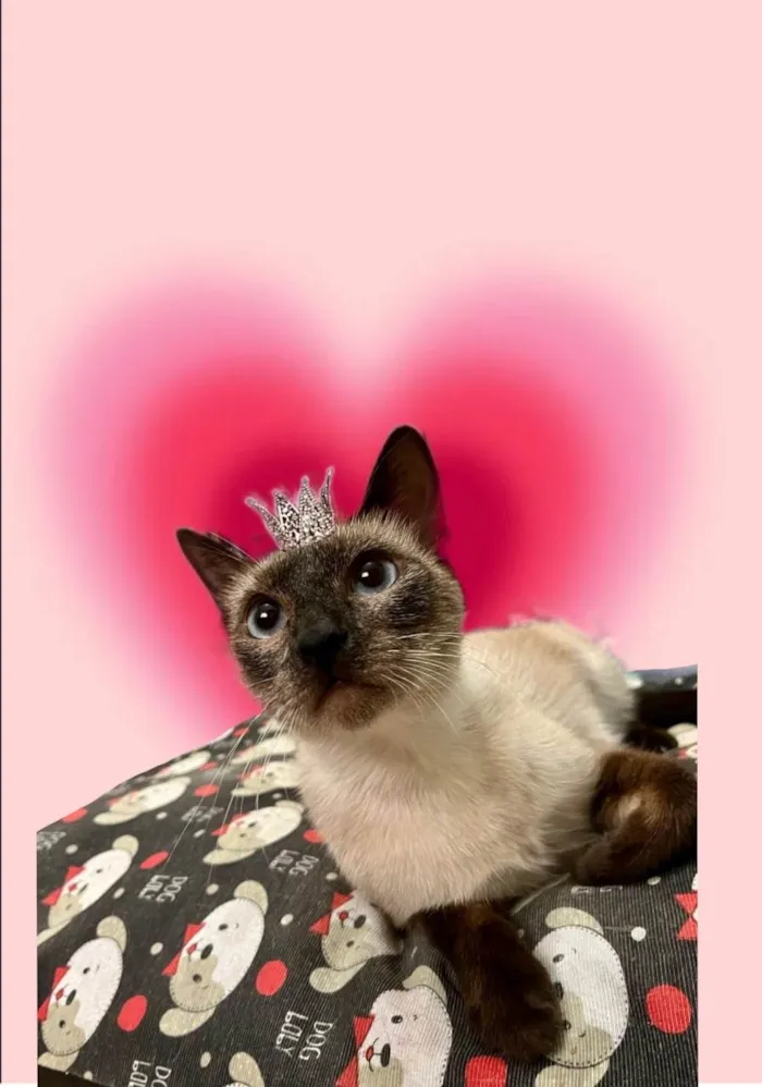 Gato ra a SRD-ViraLata idade 7 a 11 meses nome Cinderela bb 9meses 