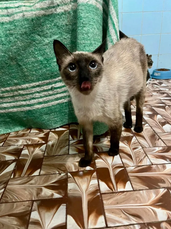Gato ra a SRD-ViraLata idade 7 a 11 meses nome Cinderela bb 9meses 