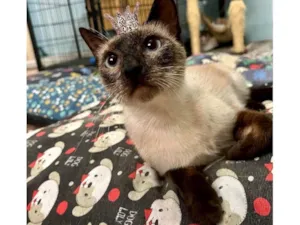 Gato raça SRD-ViraLata idade 7 a 11 meses nome Cinderela bb 9meses 