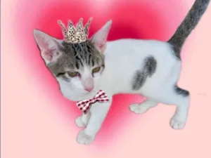 Gato raça SRD-ViraLata idade 2 a 6 meses nome Paçoca bb4meses lindo 