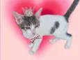 Paçoca bb4meses lindo