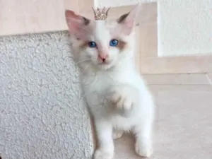 Gato raça SRD-ViraLata idade Abaixo de 2 meses nome Pompom bb2meses 