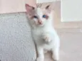 Pompom bb2meses