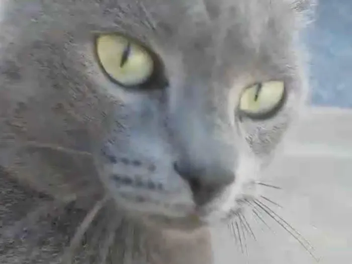 Gato ra a SRD-ViraLata idade 7 a 11 meses nome Joao Vitor 