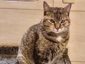 Gato raça SRD-ViraLata idade 7 a 11 meses nome Tita bb10meses uma bolinha de pelos !