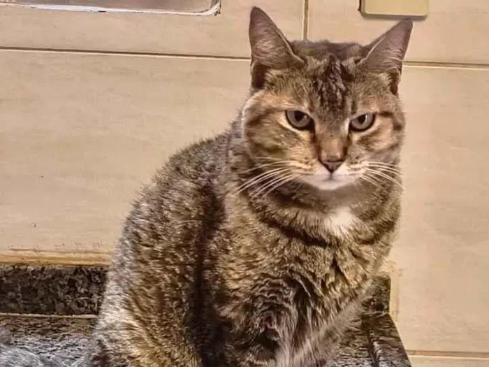 Gato ra a SRD-ViraLata idade 7 a 11 meses nome Tita bb10meses uma bolinha de pelos !