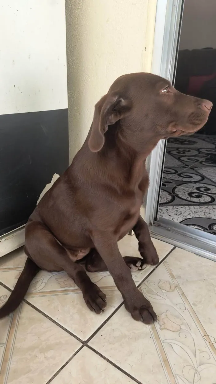Cachorro ra a Labrador idade 2 a 6 meses nome Akira