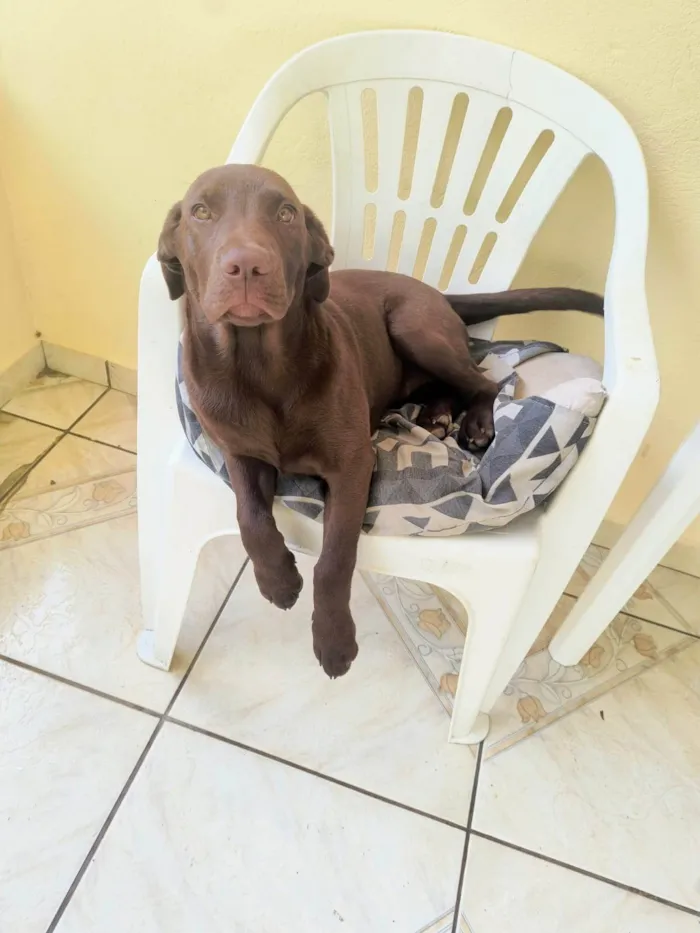 Cachorro ra a Labrador idade 2 a 6 meses nome Akira