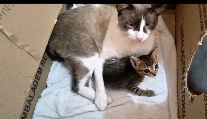 Gato ra a Siamês idade 7 a 11 meses nome Erick bb10meses bonzinho demais !!!