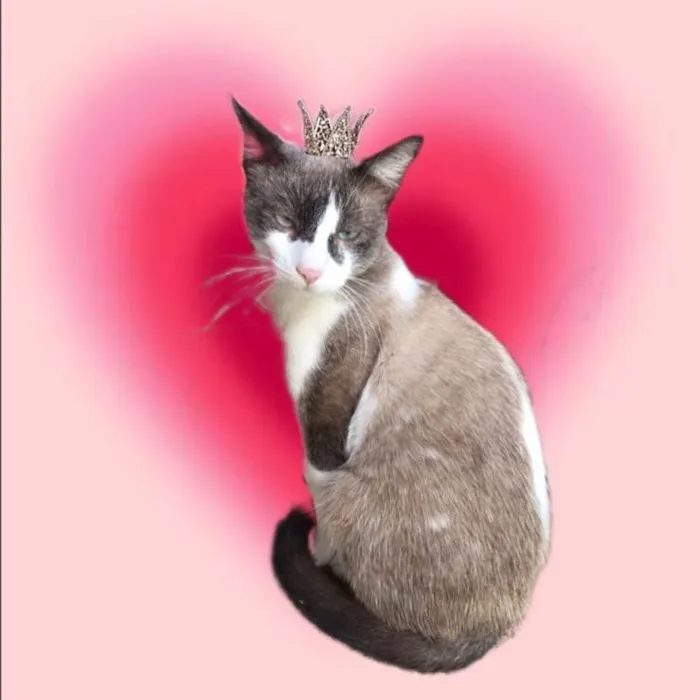 Gato ra a Siamês idade 7 a 11 meses nome Erick bb10meses bonzinho demais !!!