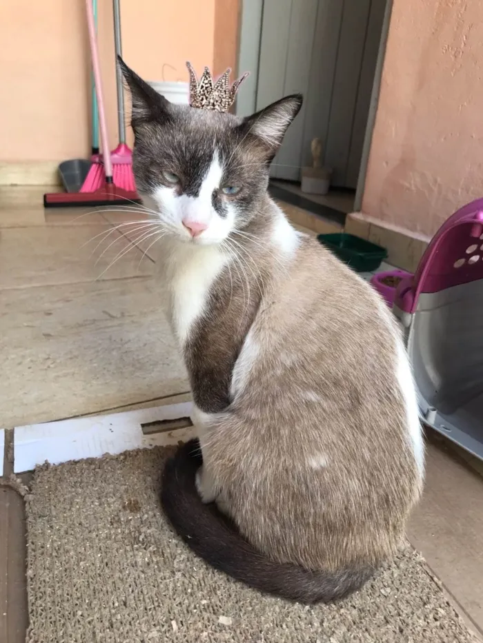 Gato ra a Siamês idade 7 a 11 meses nome Erick bb10meses bonzinho demais !!!