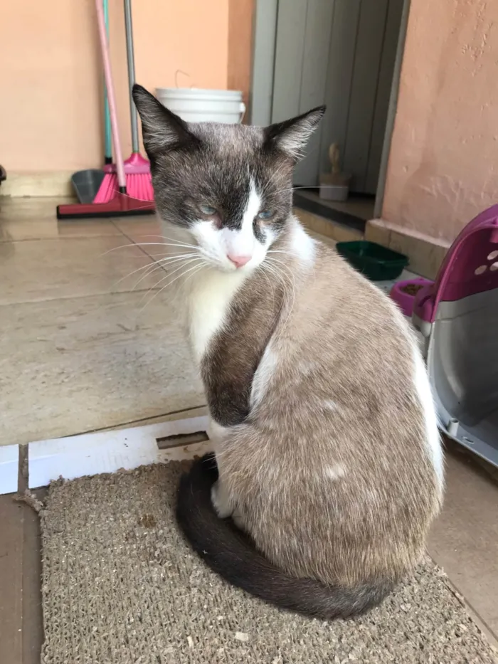Gato ra a Siamês idade 7 a 11 meses nome Erick bb10meses bonzinho demais !!!