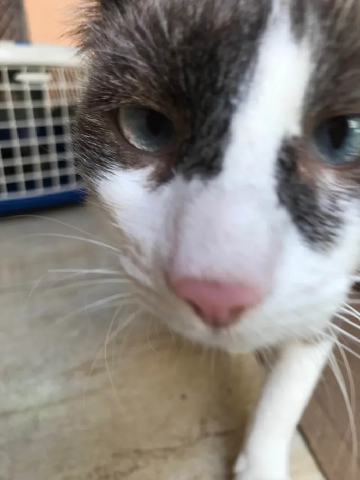 Gato ra a Siamês idade 7 a 11 meses nome Erick bb10meses bonzinho demais !!!