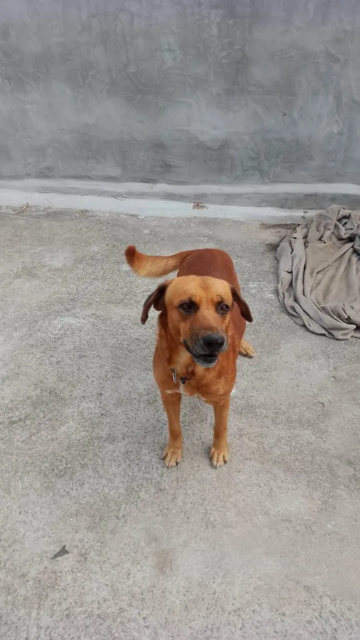 Cachorro ra a SRD-ViraLata idade 3 anos nome Toddy