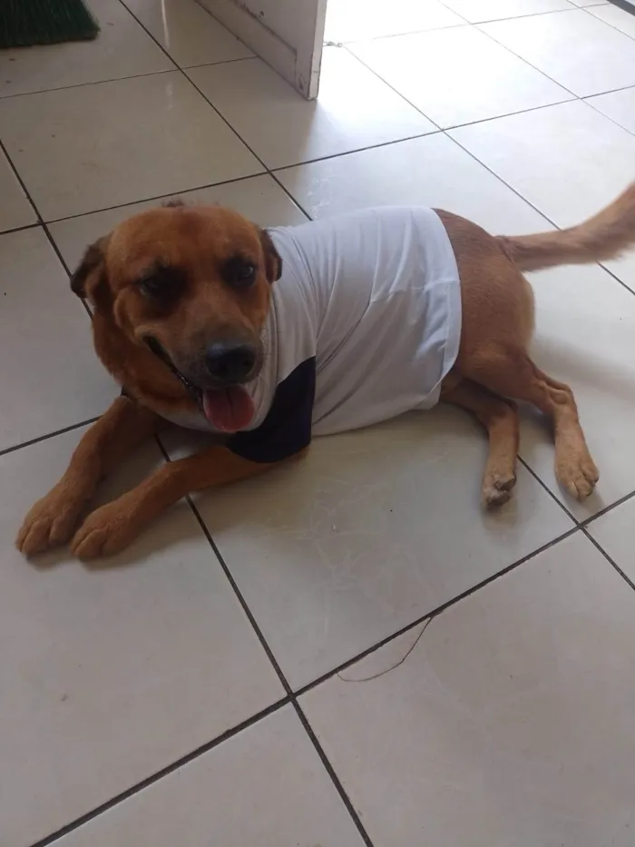 Cachorro ra a SRD-ViraLata idade 3 anos nome Toddy