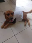 Toddy