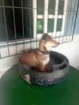 Doly
