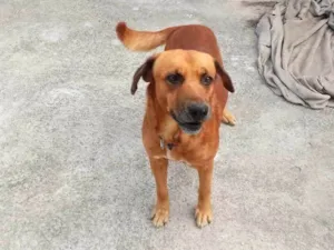 Cachorro raça SRD-ViraLata idade 3 anos nome Toddy