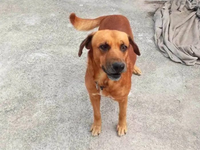 Cachorro ra a SRD-ViraLata idade 3 anos nome Toddy