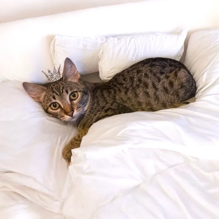 Gato ra a SRD-ViraLata idade 2 a 6 meses nome John bb5meses lindo 