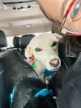 Laka