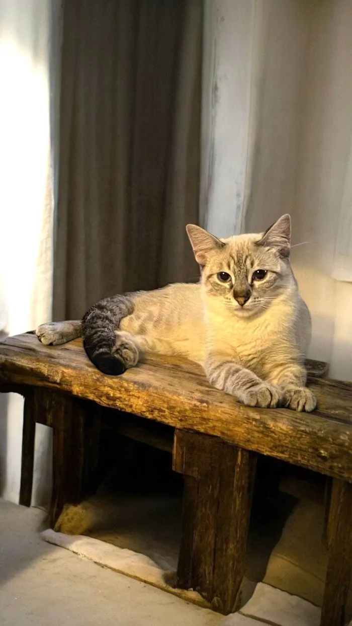 Gato ra a SRD-ViraLata idade 2 a 6 meses nome John Snow bb5meses