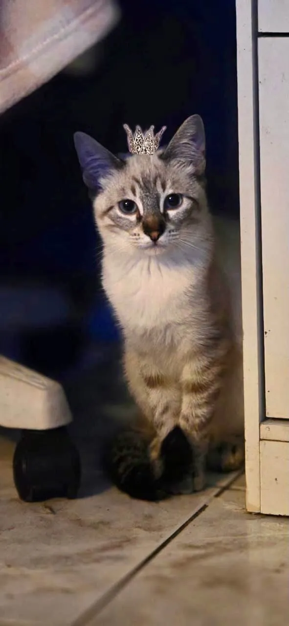 Gato ra a SRD-ViraLata idade 2 a 6 meses nome John Snow bb5meses