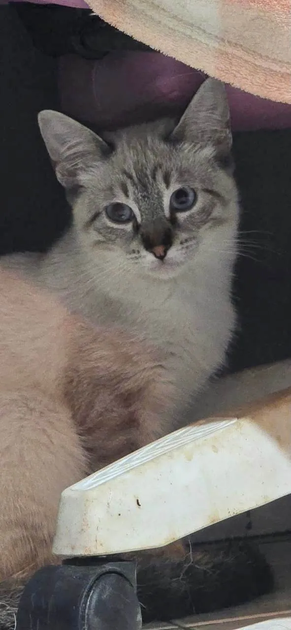 Gato ra a SRD-ViraLata idade 2 a 6 meses nome John Snow bb5meses
