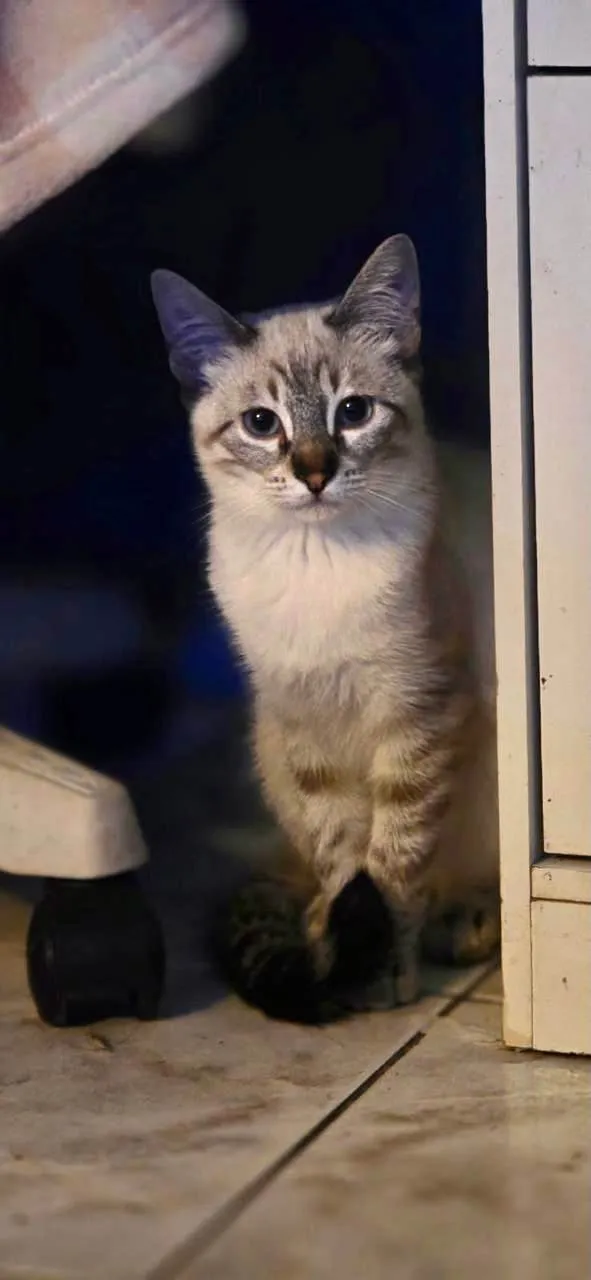 Gato ra a SRD-ViraLata idade 2 a 6 meses nome John Snow bb5meses