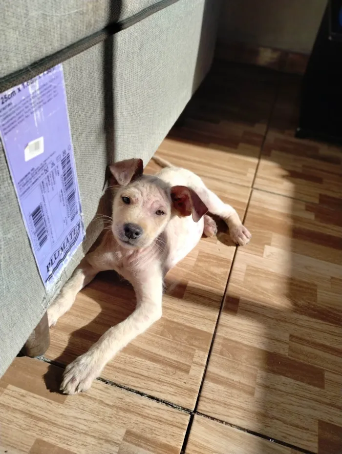 Cachorro ra a SRD-ViraLata idade 2 a 6 meses nome Pietra 