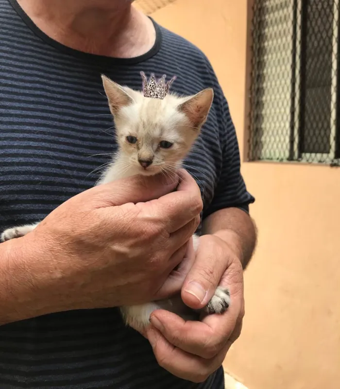 Gato ra a SRD-ViraLata idade Abaixo de 2 meses nome Yuki  bb50dias Linda 