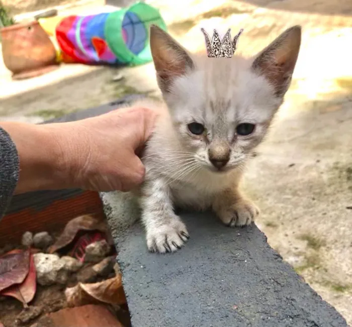 Gato ra a SRD-ViraLata idade Abaixo de 2 meses nome Yuki  bb50dias Linda 