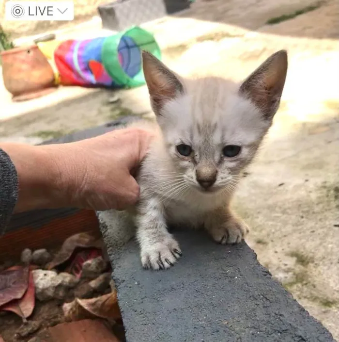 Gato ra a SRD-ViraLata idade Abaixo de 2 meses nome Yuki  bb50dias Linda 