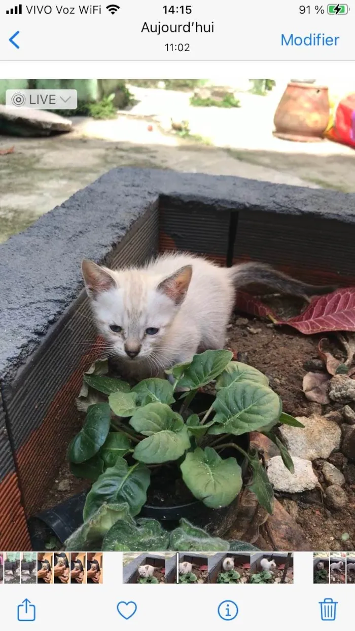 Gato ra a SRD-ViraLata idade Abaixo de 2 meses nome Yuki  bb50dias Linda 