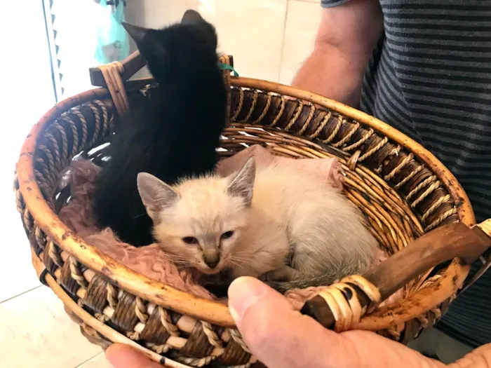 Gato ra a SRD-ViraLata idade Abaixo de 2 meses nome Yuki  bb50dias Linda 