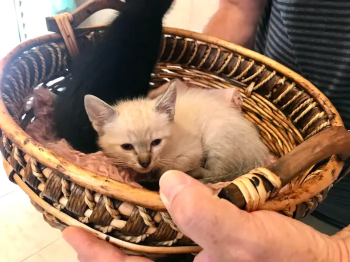 Gato ra a SRD-ViraLata idade Abaixo de 2 meses nome Yuki  bb50dias Linda 