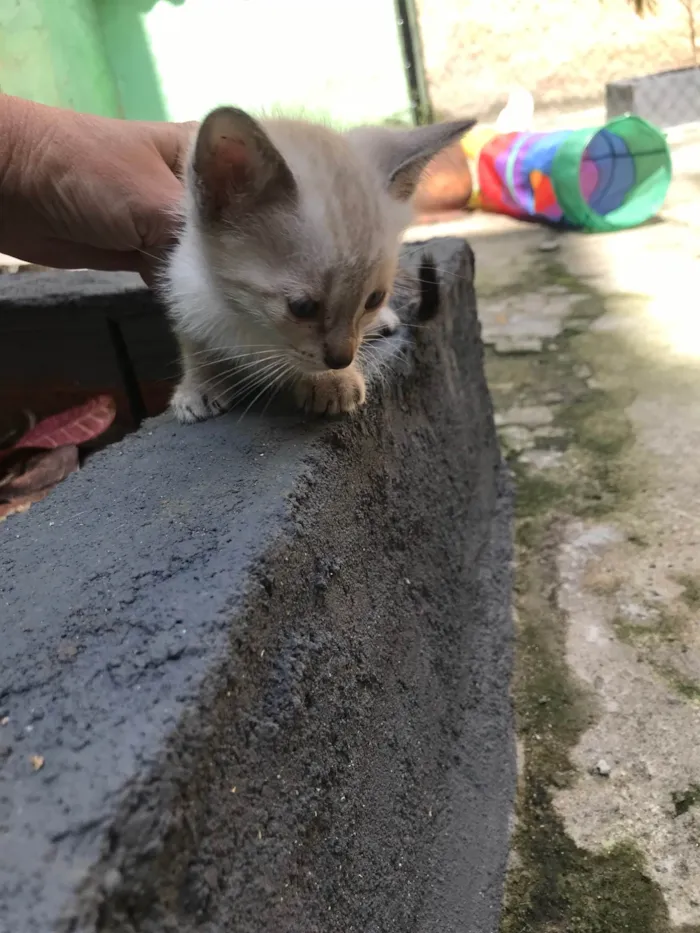Gato ra a SRD-ViraLata idade Abaixo de 2 meses nome Yuki  bb50dias Linda 