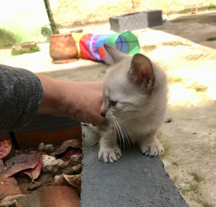 Gato ra a SRD-ViraLata idade Abaixo de 2 meses nome Yuki  bb50dias Linda 