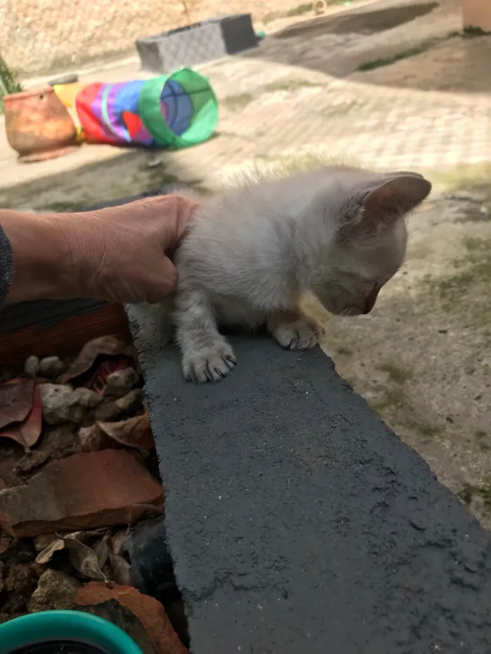 Gato ra a SRD-ViraLata idade Abaixo de 2 meses nome Yuki  bb50dias Linda 