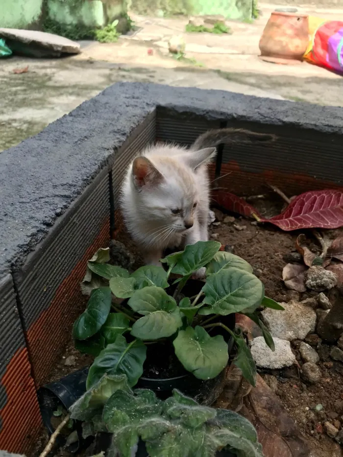 Gato ra a SRD-ViraLata idade Abaixo de 2 meses nome Yuki  bb50dias Linda 