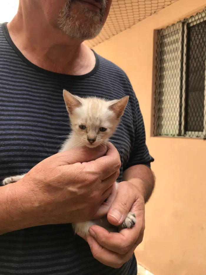 Gato ra a SRD-ViraLata idade Abaixo de 2 meses nome Yuki  bb50dias Linda 